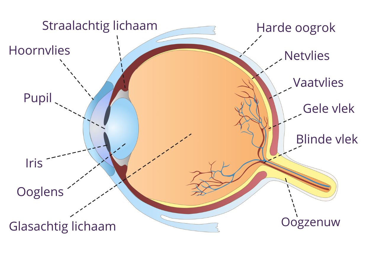 Infographic van het anatomie van het oog